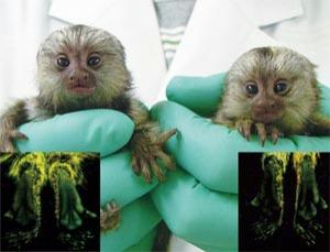 Marmoset offspring from a genetically modified father have feet that glow green on the soles when observed in UV light (Image: E.Sasaki et al. 2009)