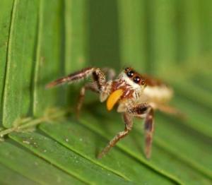 Adult female Bagheera kiplingi eats Beltian body harvested from ant-acacia. (Credit: R. L. Curry)